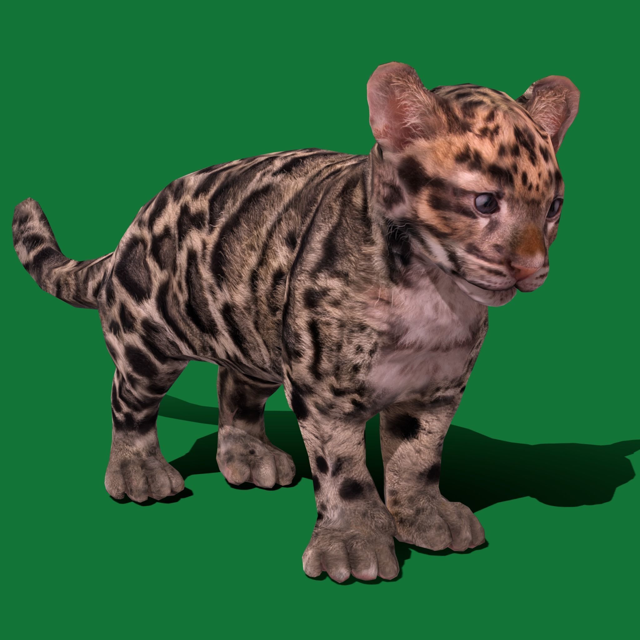 Clouded Leopard Cub Low-poly 3D model_15
