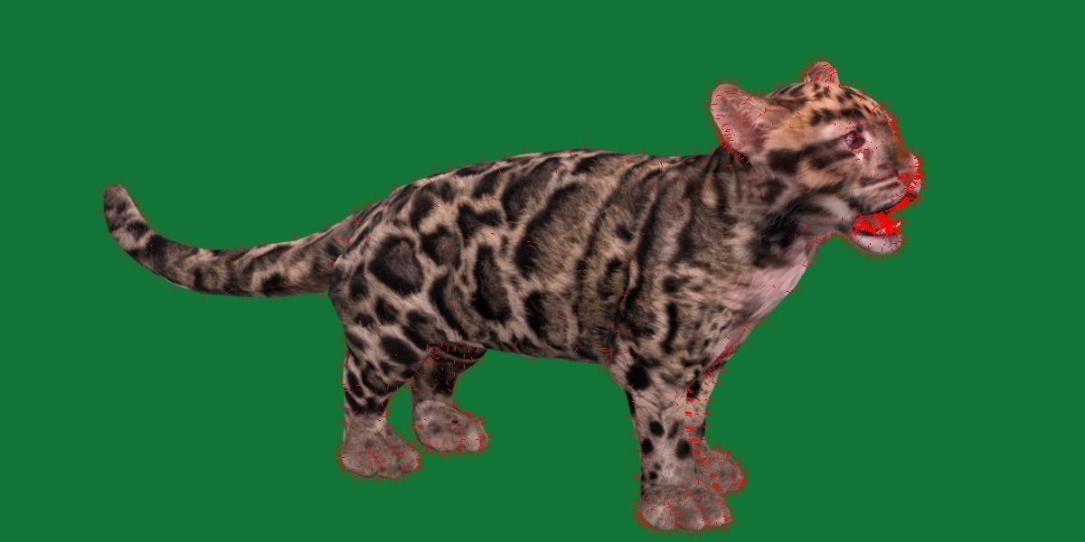 Clouded Leopard Cub Low-poly 3D model_9