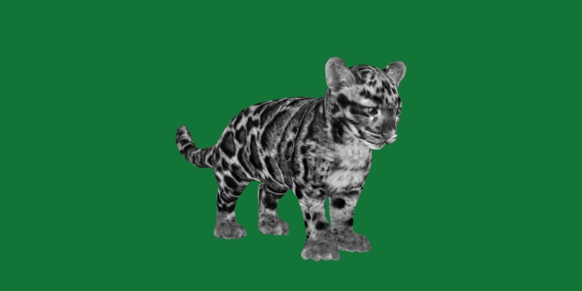 Clouded Leopard Cub Low-poly 3D model_4