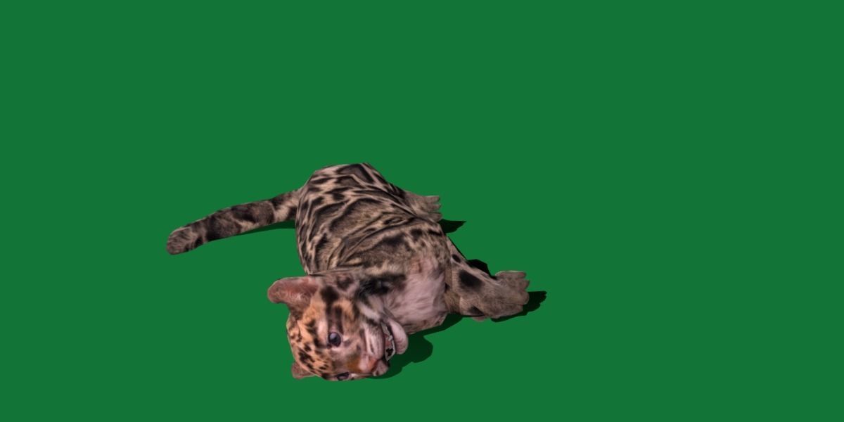 Clouded Leopard Cub Low-poly 3D model_12