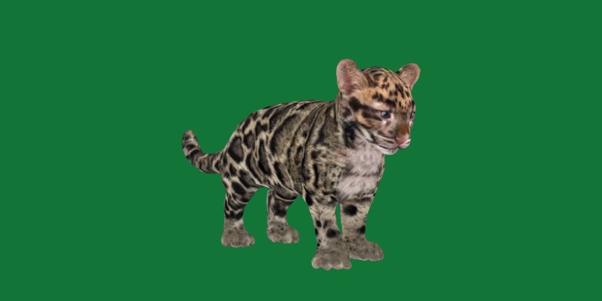 Clouded Leopard Cub Low-poly 3D model_21