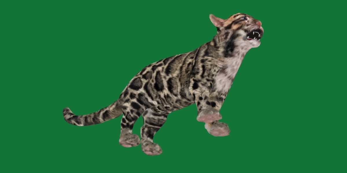 Clouded Leopard Cub Low-poly 3D model_20