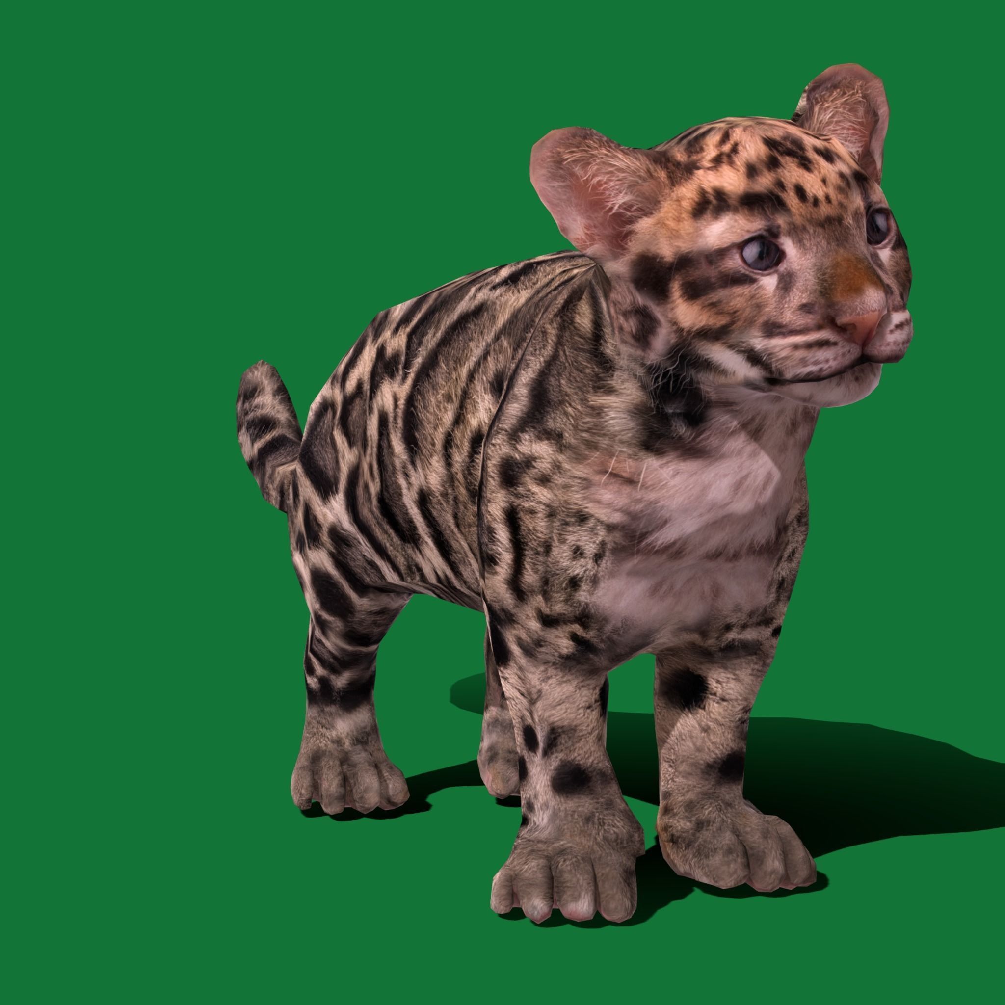 Clouded Leopard Cub Low-poly 3D model_16