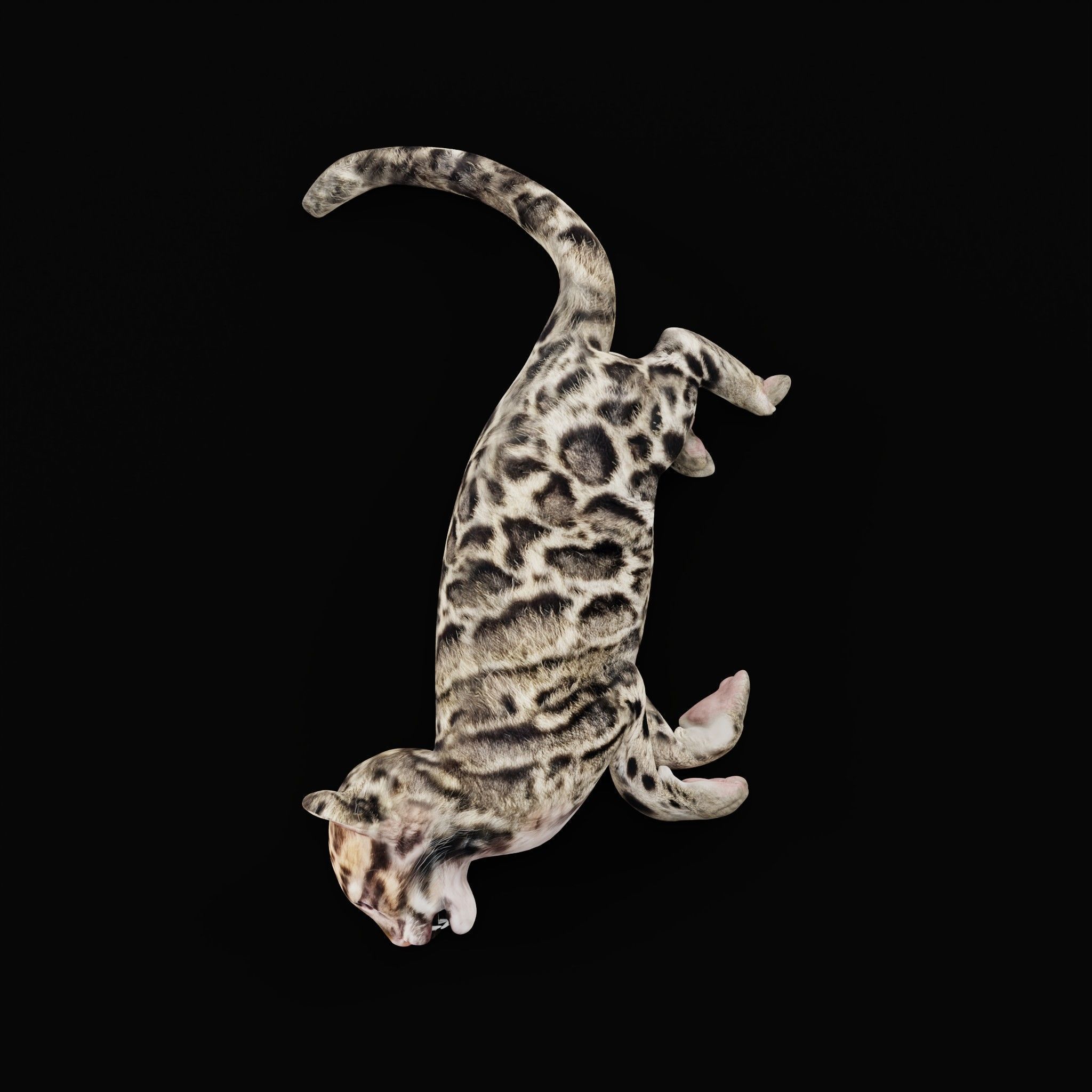 Clouded Leopard Cub Low-poly 3D model_31
