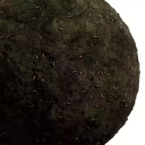 Moss Seamless Texture 2K - EXR 5 - JPG 5 Texture