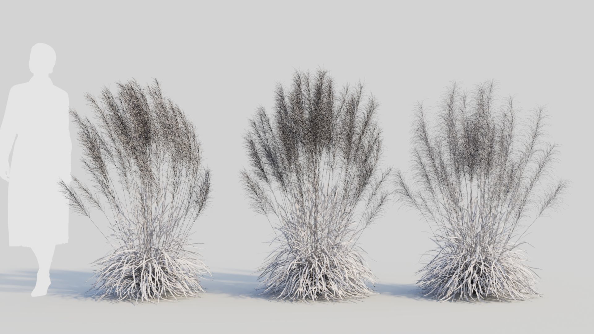 Muhly grass a 3D model_10