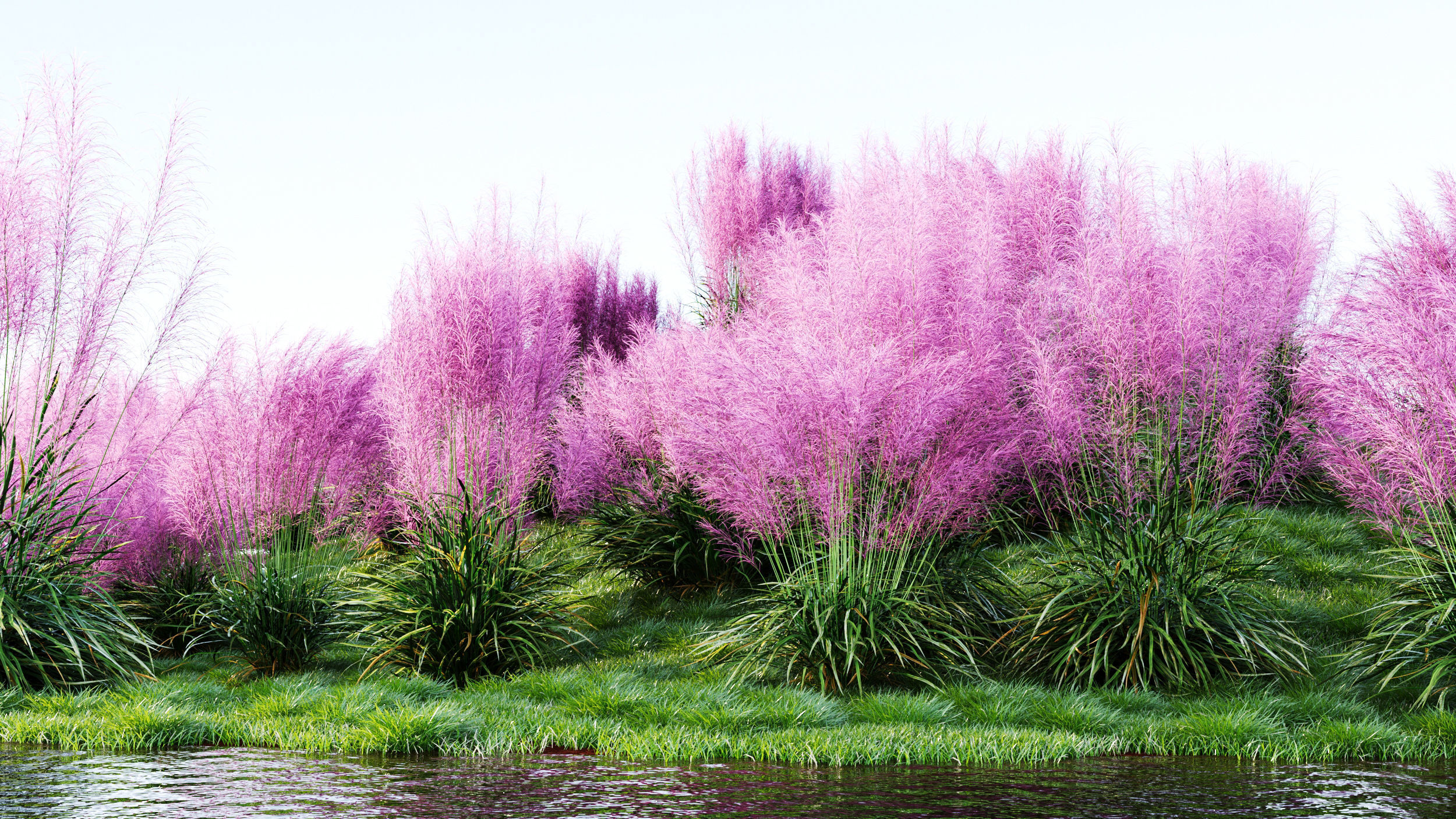Muhly grass a 3D model_1