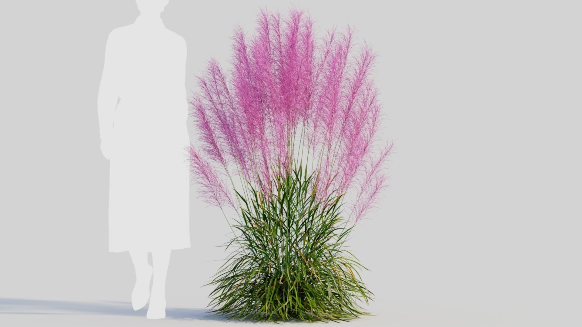 Muhly grass a 3D model_8