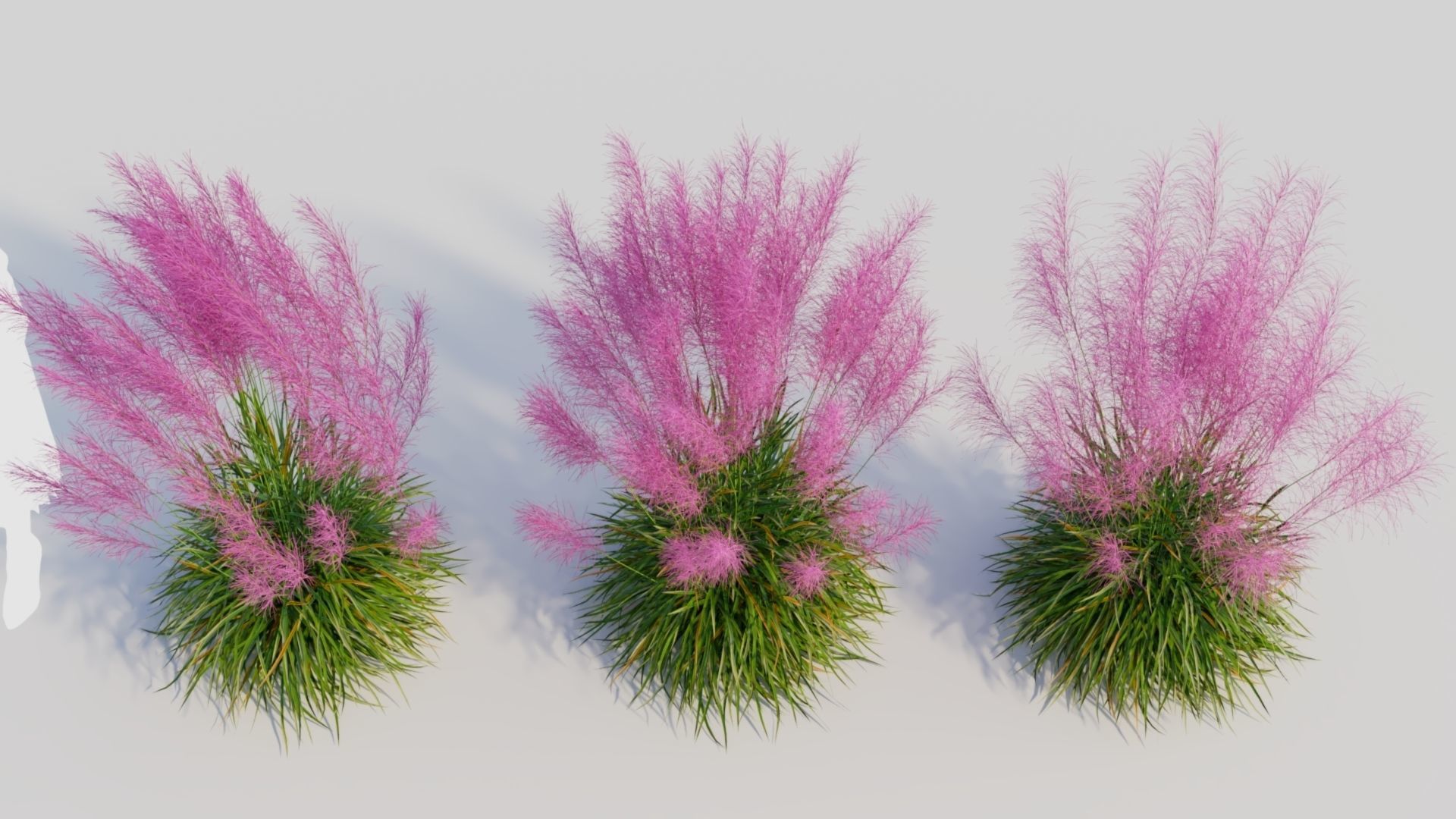 Muhly grass a 3D model_4