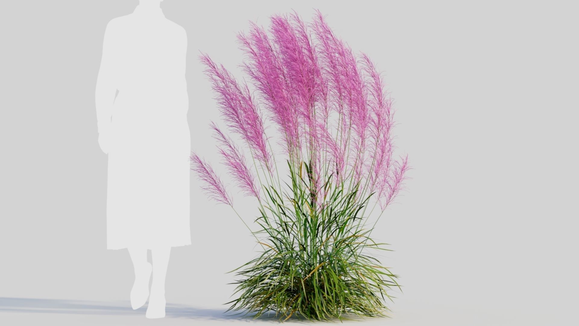 Muhly grass a 3D model_7