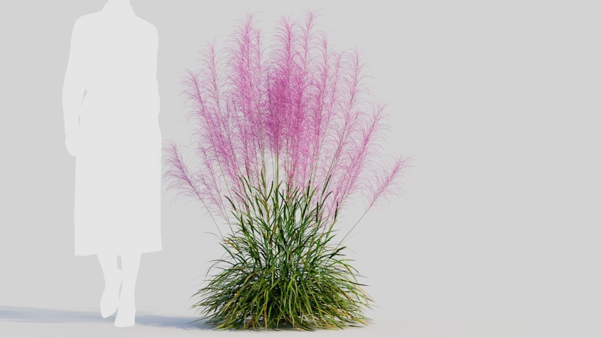 Muhly grass a 3D model_9