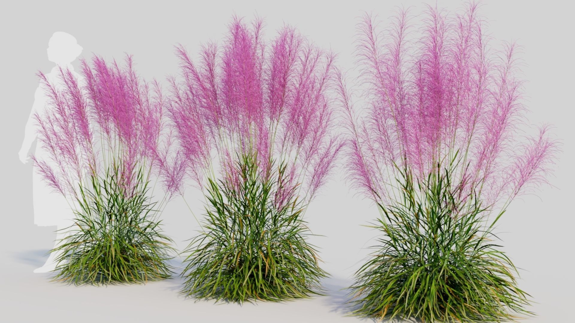Muhly grass a 3D model_3