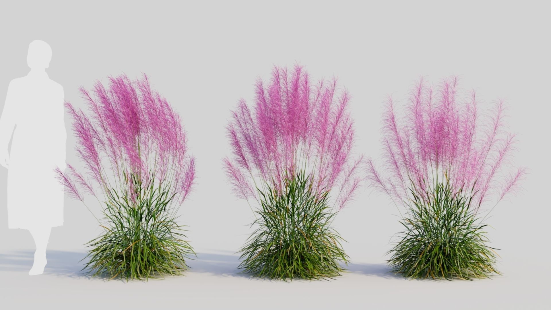 Muhly grass a 3D model_2