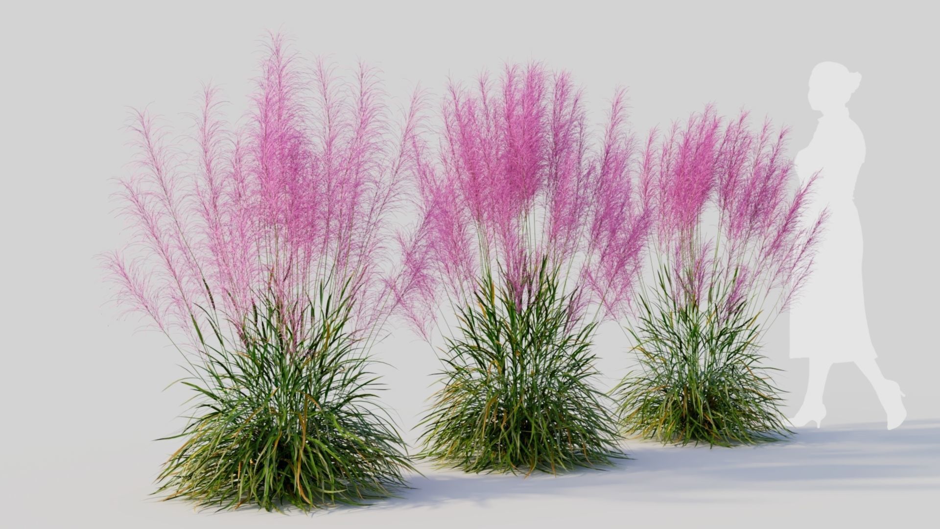 Muhly grass a 3D model_6