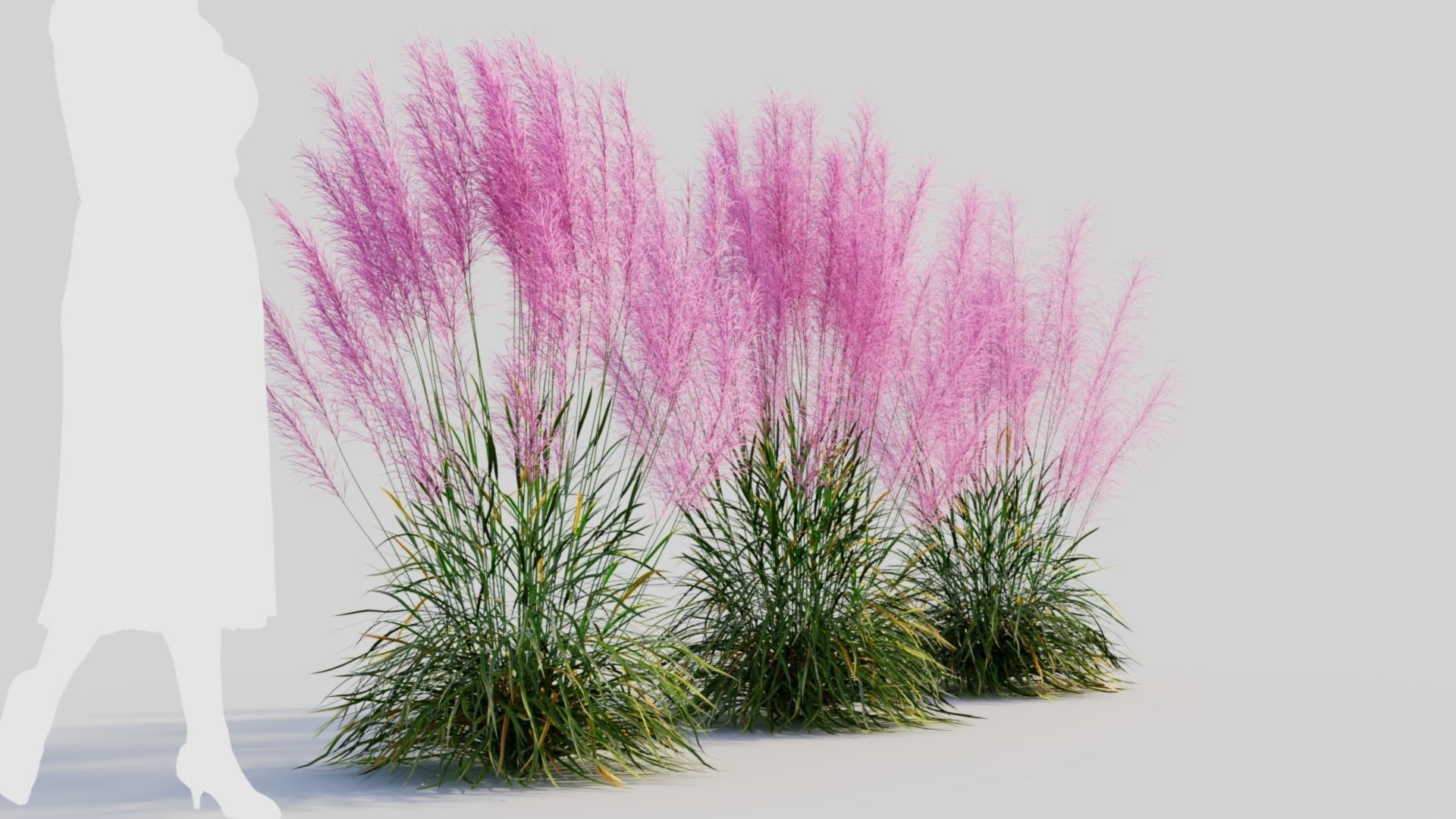 Muhly grass a 3D model_5