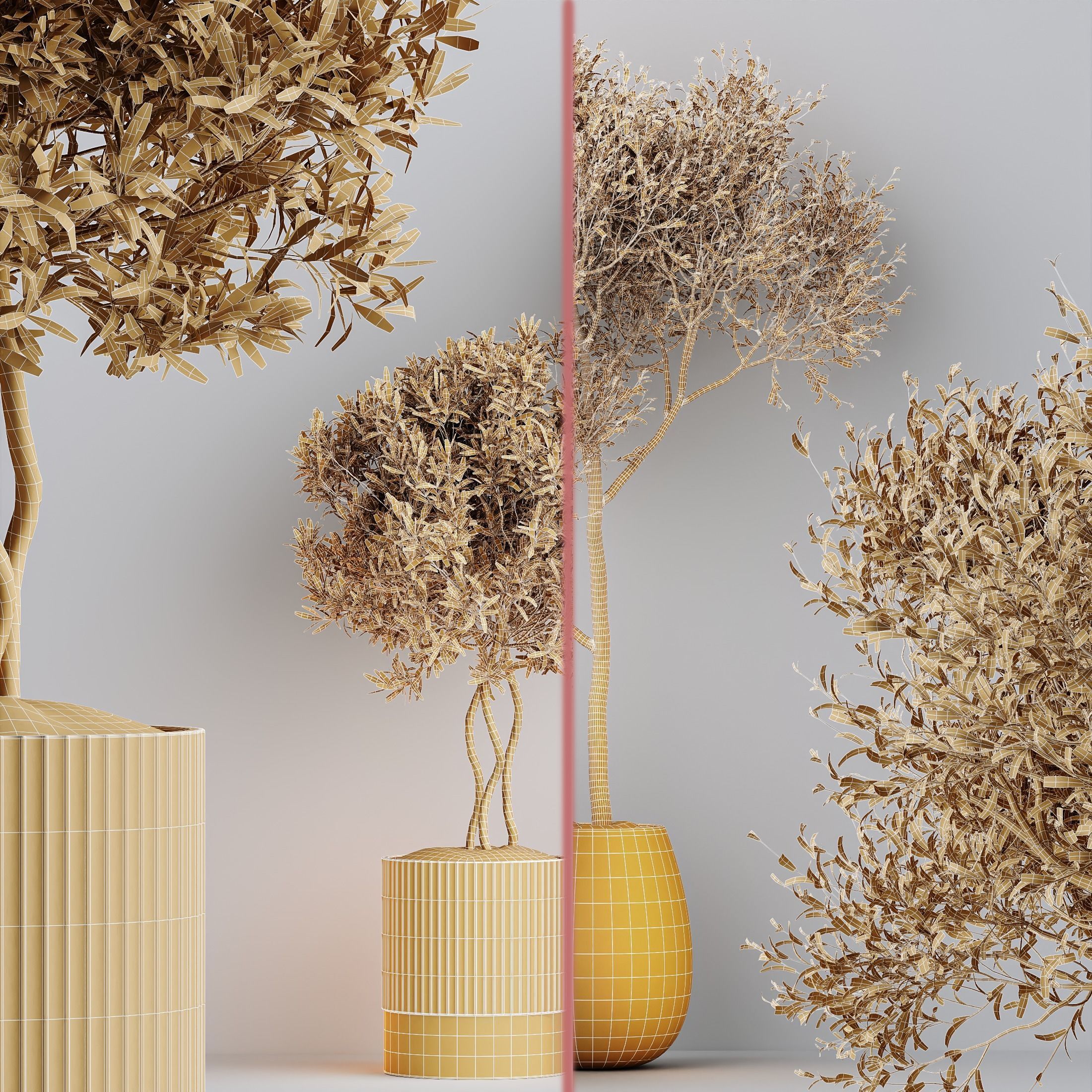 Indoor plants set 89 Arbequina Wilsonii Chemlali Olive Set 3D model_5