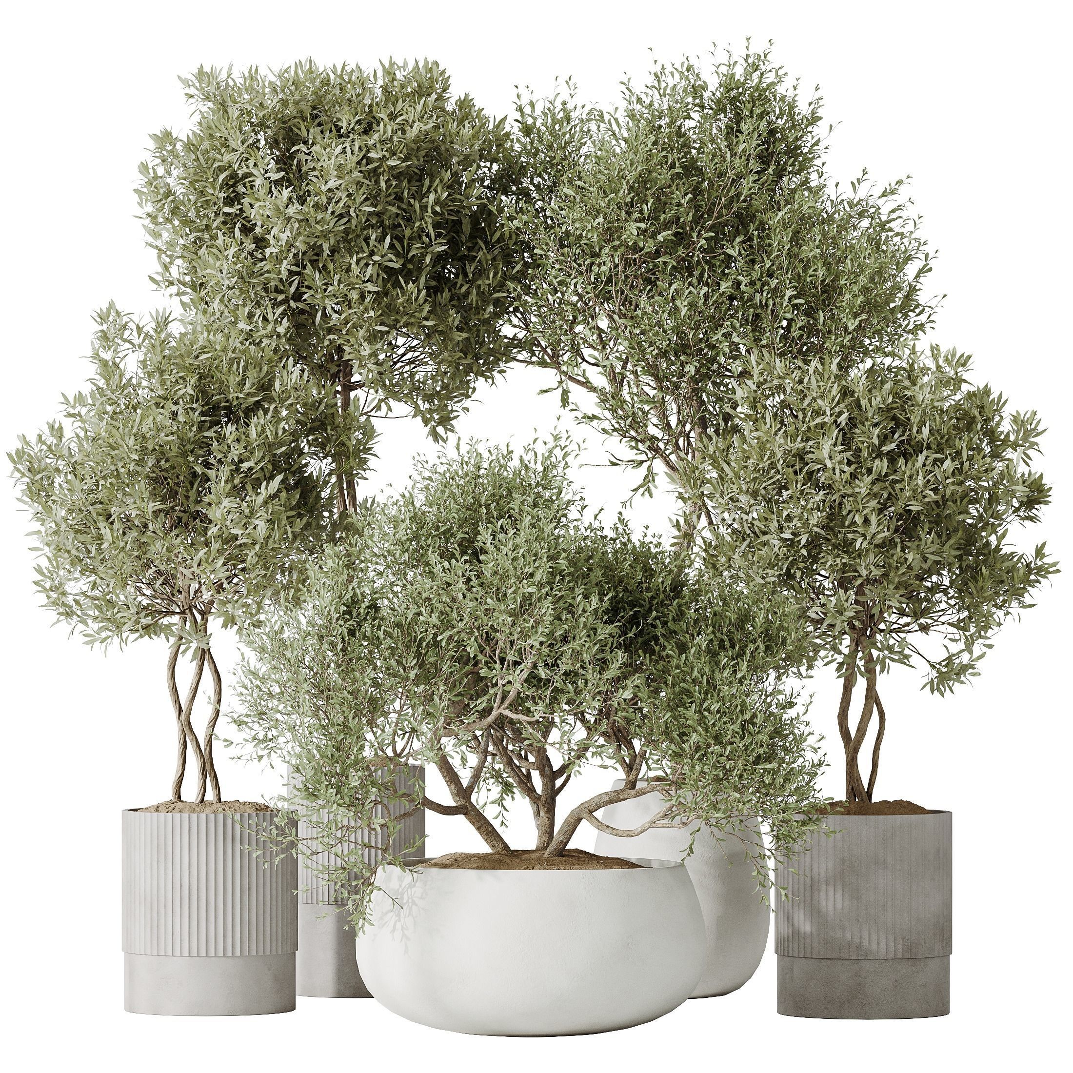 Indoor plants set 89 Arbequina Wilsonii Chemlali Olive Set 3D model_1