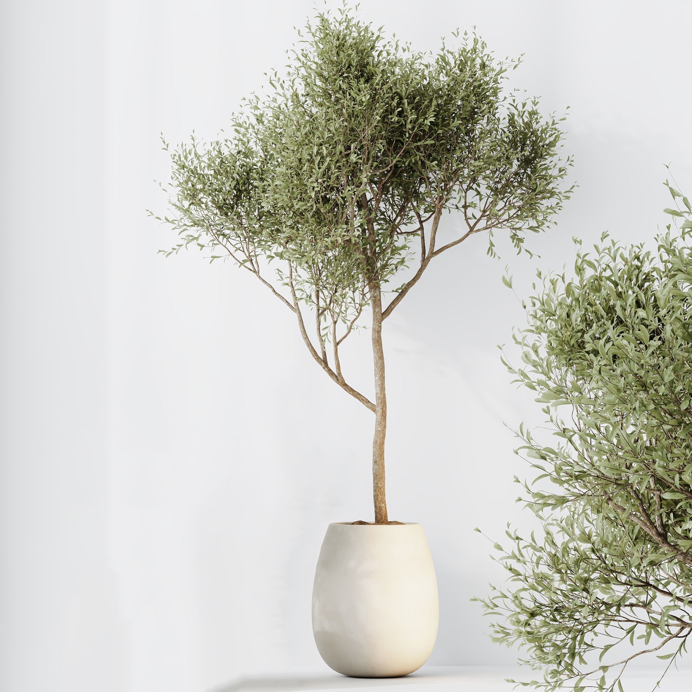 Indoor plants set 89 Arbequina Wilsonii Chemlali Olive Set 3D model_4