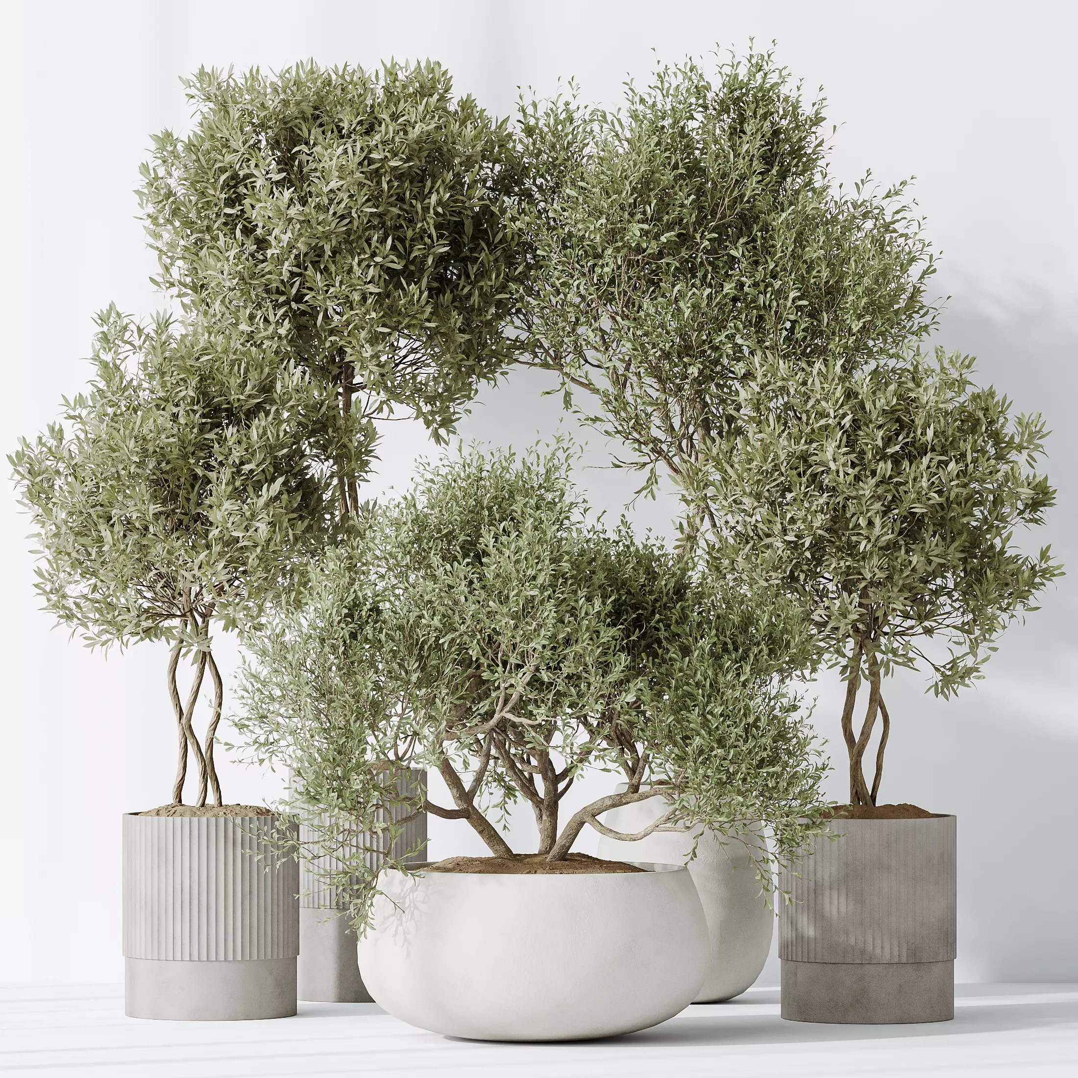 Indoor plants set 89 Arbequina Wilsonii Chemlali Olive Set 3D model_0