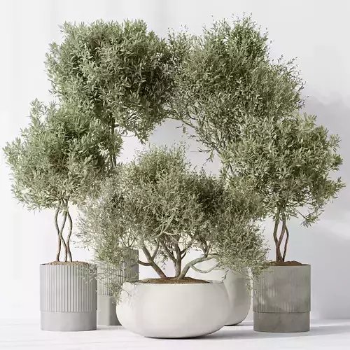 Indoor plants set 89 Arbequina Wilsonii Chemlali Olive Set 3D model