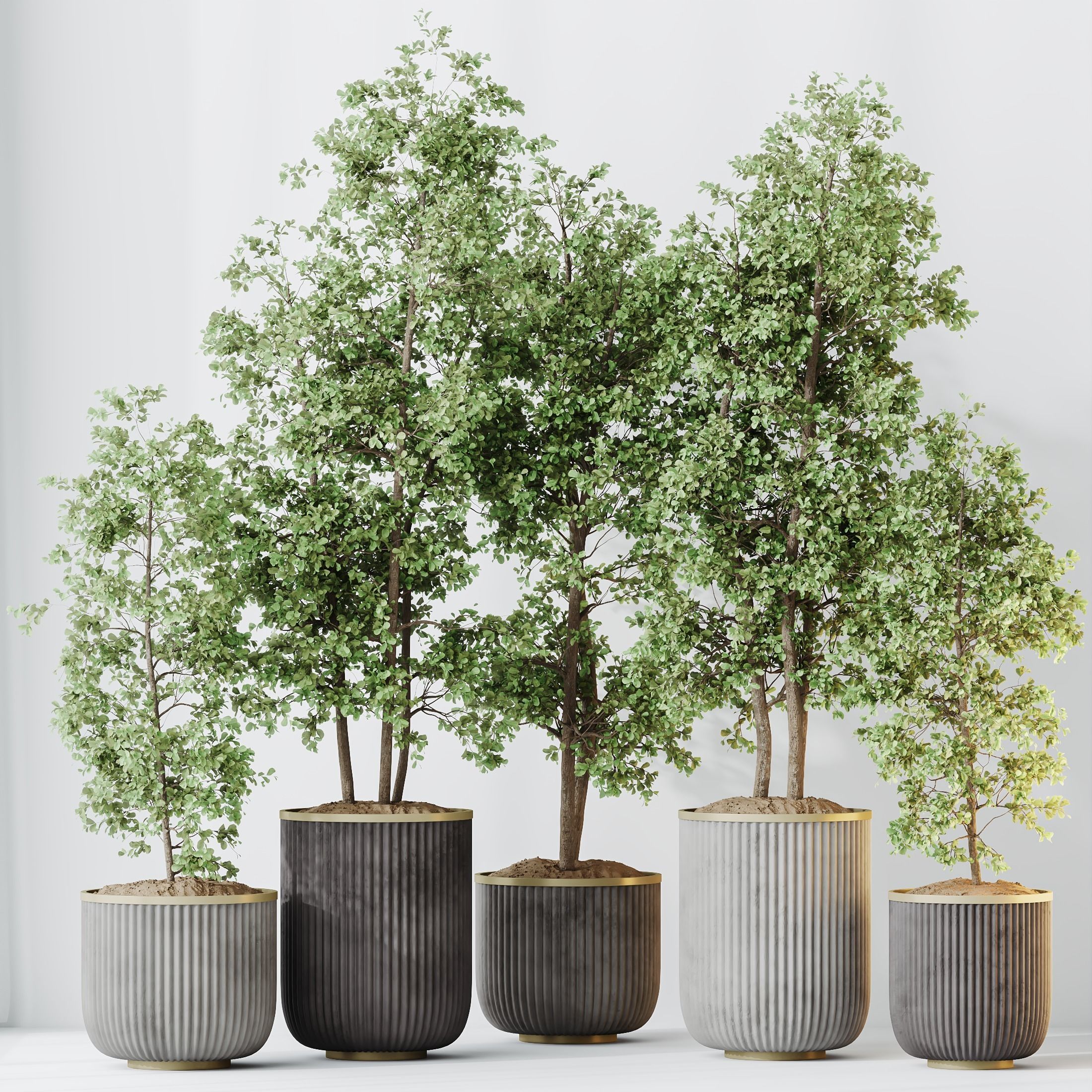 Kalamata Leccino Arbequina Wilsonii Chemlali Olive Set 43 3D model_3