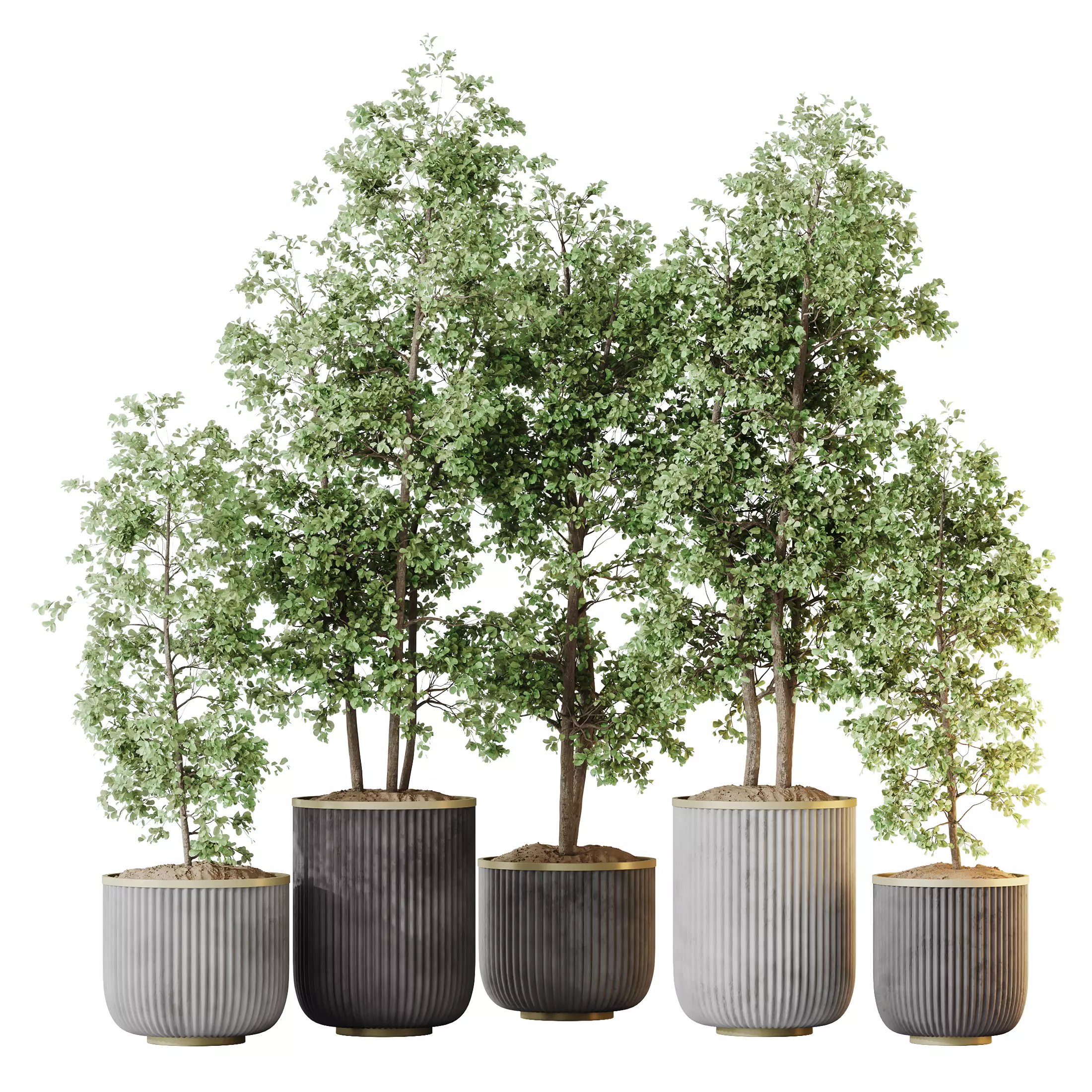 Kalamata Leccino Arbequina Wilsonii Chemlali Olive Set 43 3D model_0