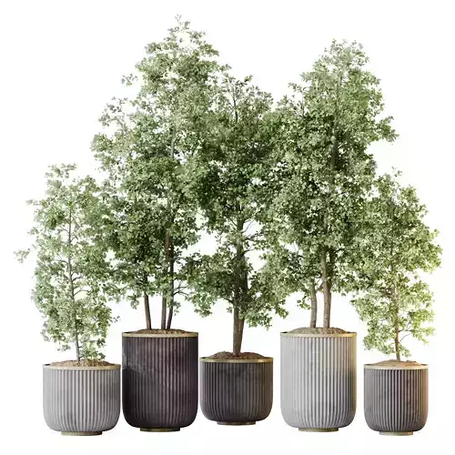 Kalamata Leccino Arbequina Wilsonii Chemlali Olive Set 43 3D model