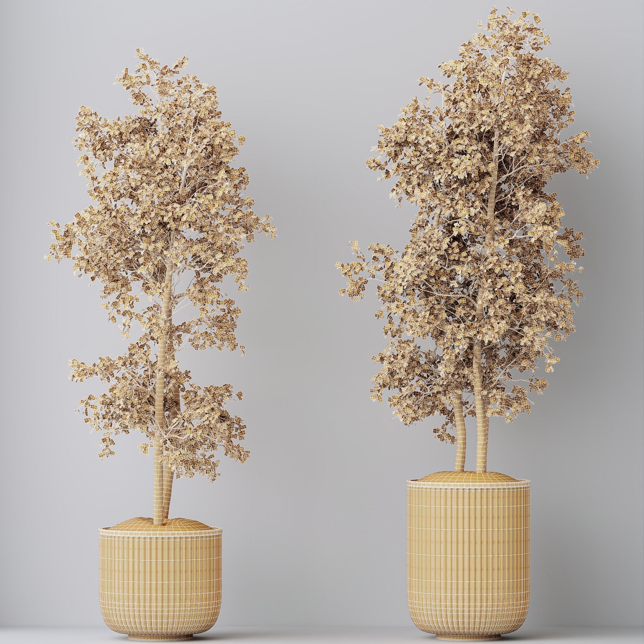 Kalamata Leccino Arbequina Wilsonii Chemlali Olive Set 43 3D model_4