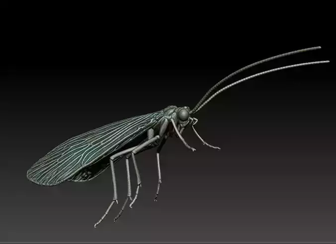 Trichoptera caddisflies