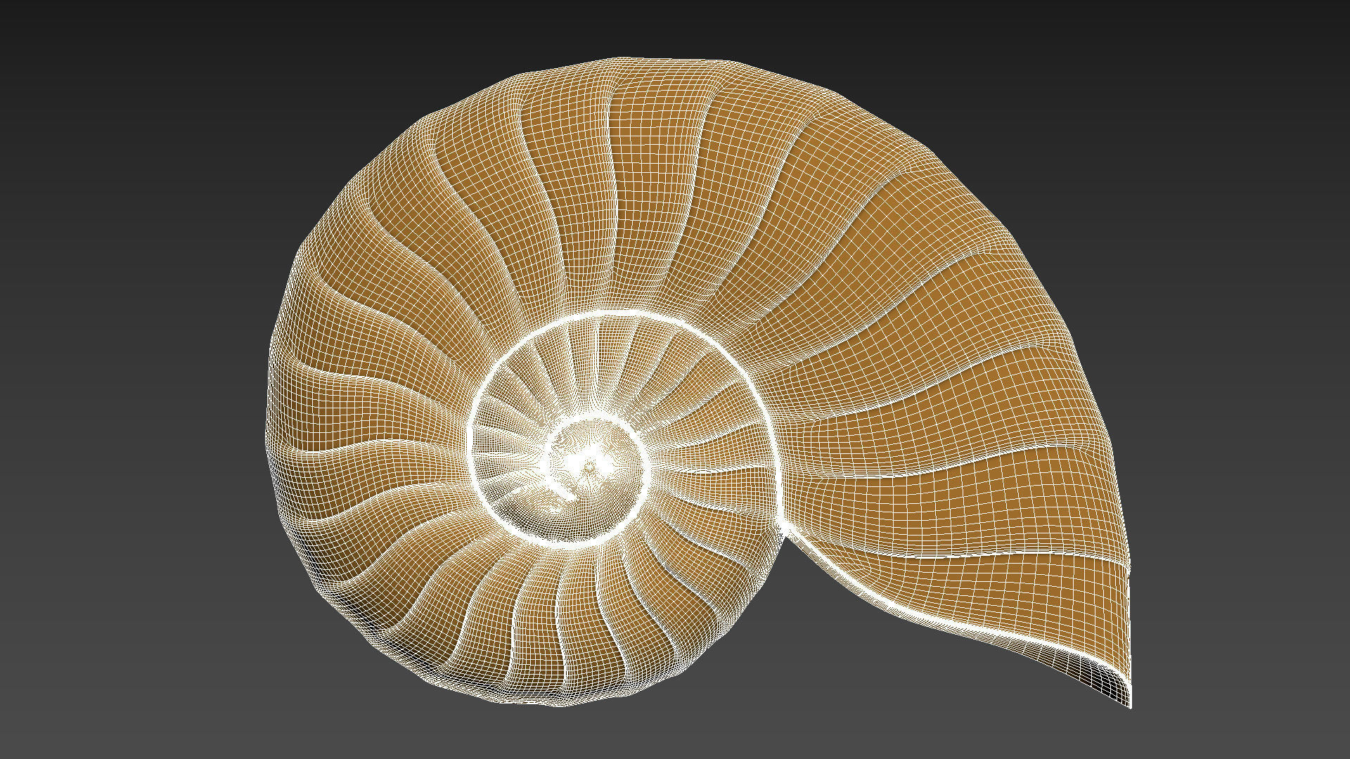 Seashell Shell Clamshell 3D print model_12