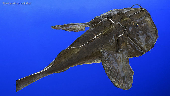 Lophius Piscatorius 3D model 4