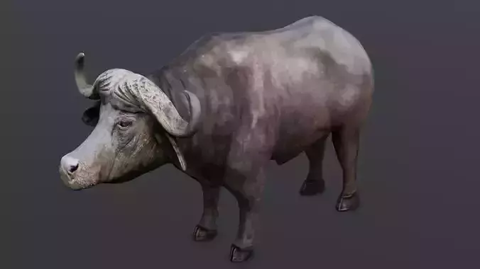 Buffalo 3D model  Low-poly 3D model