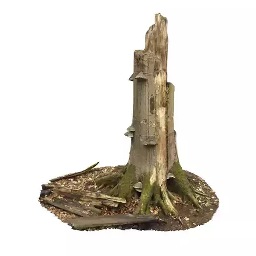 Mushroom Treestump Scan