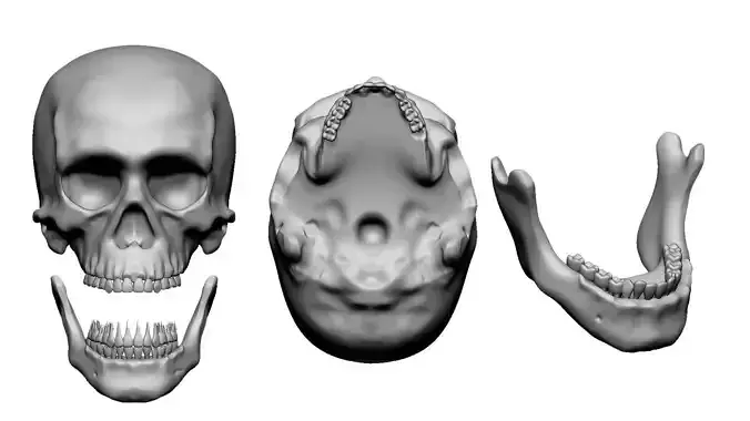 stylised skull 3D model