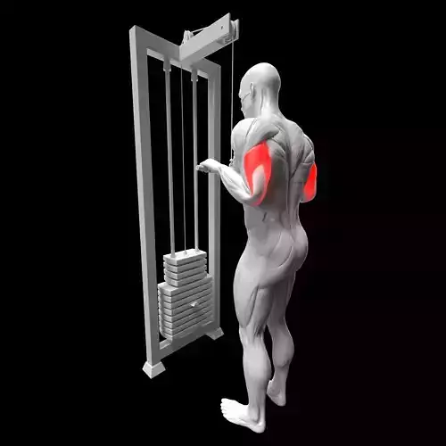 Cable Triceps Extension 3D model