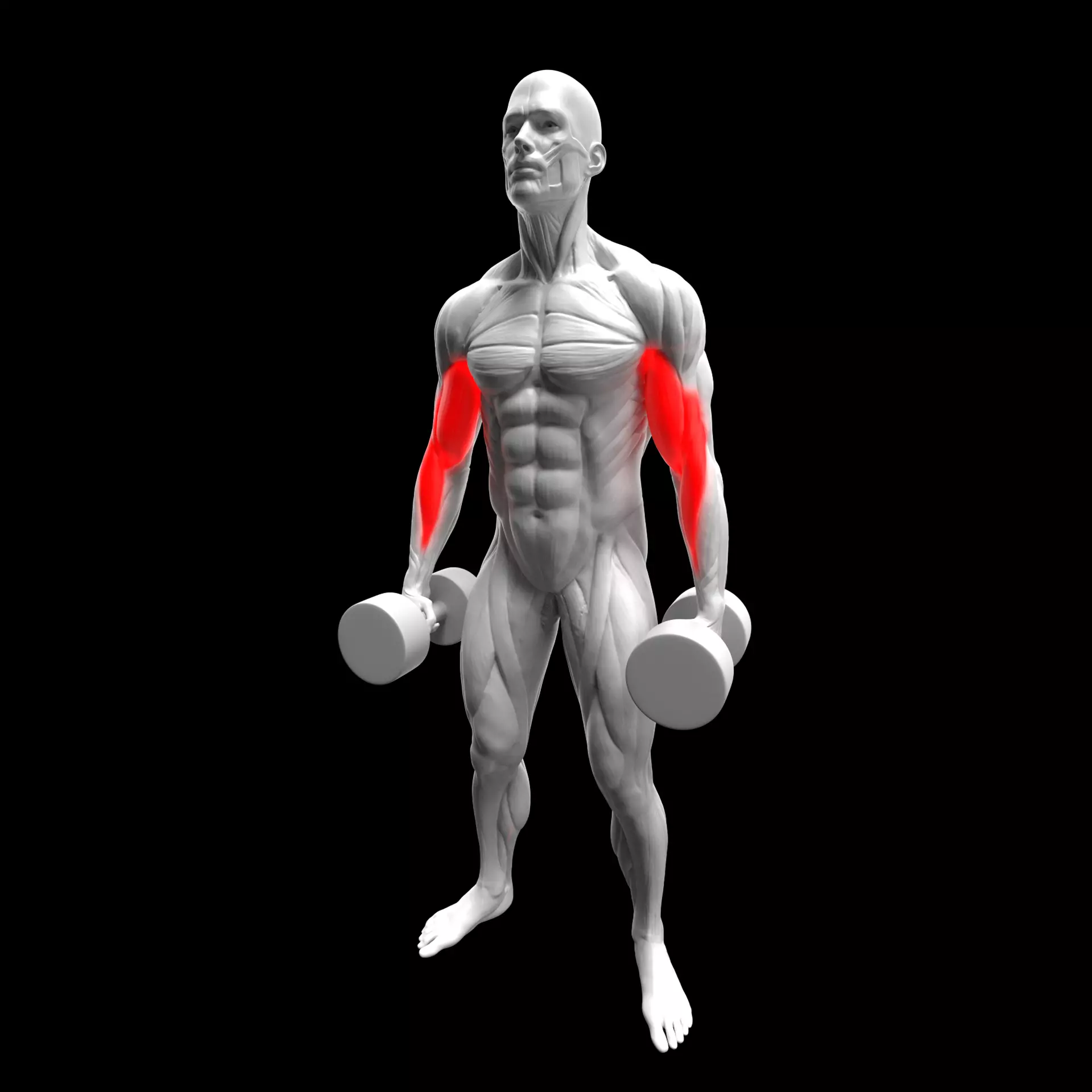 Biceps Dumbbell Hammer Curl 3D model