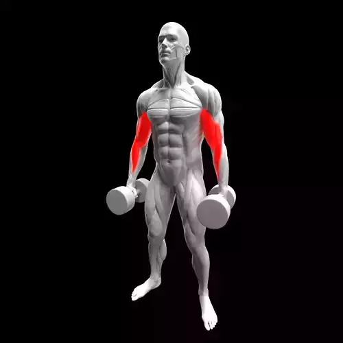 Biceps Dumbbell Hammer Curl 3D model