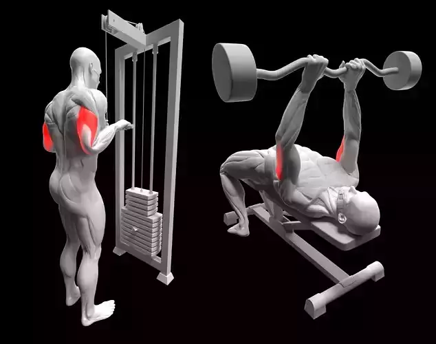 Triceps Exercise Pack - Cable Extension - French Press 3D model