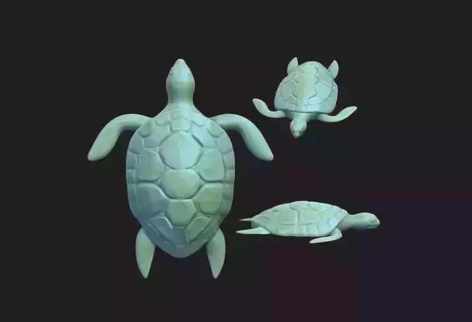 turtle 02