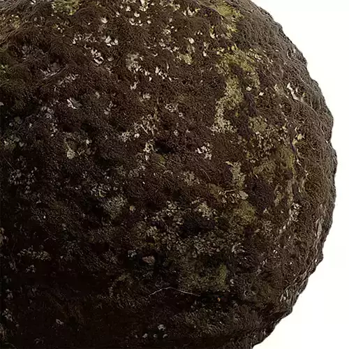 Moss Seamless Texture 2K - EXR 5 - JPG 5 Texture