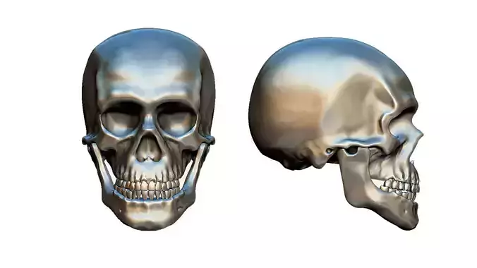skull anatomy 3D model