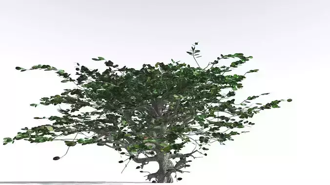 EVERYPlant Tree Heliotrope 2 --14 Models-- 3D model