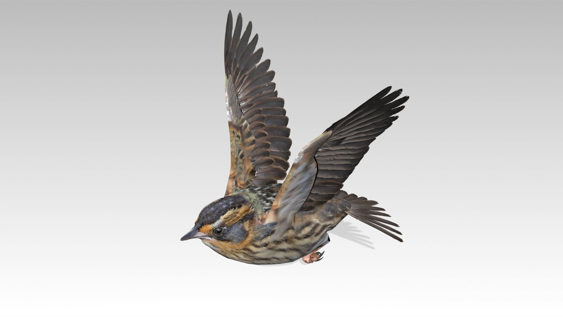 Saltmarsh Sparrow Low-poly 3D model_11
