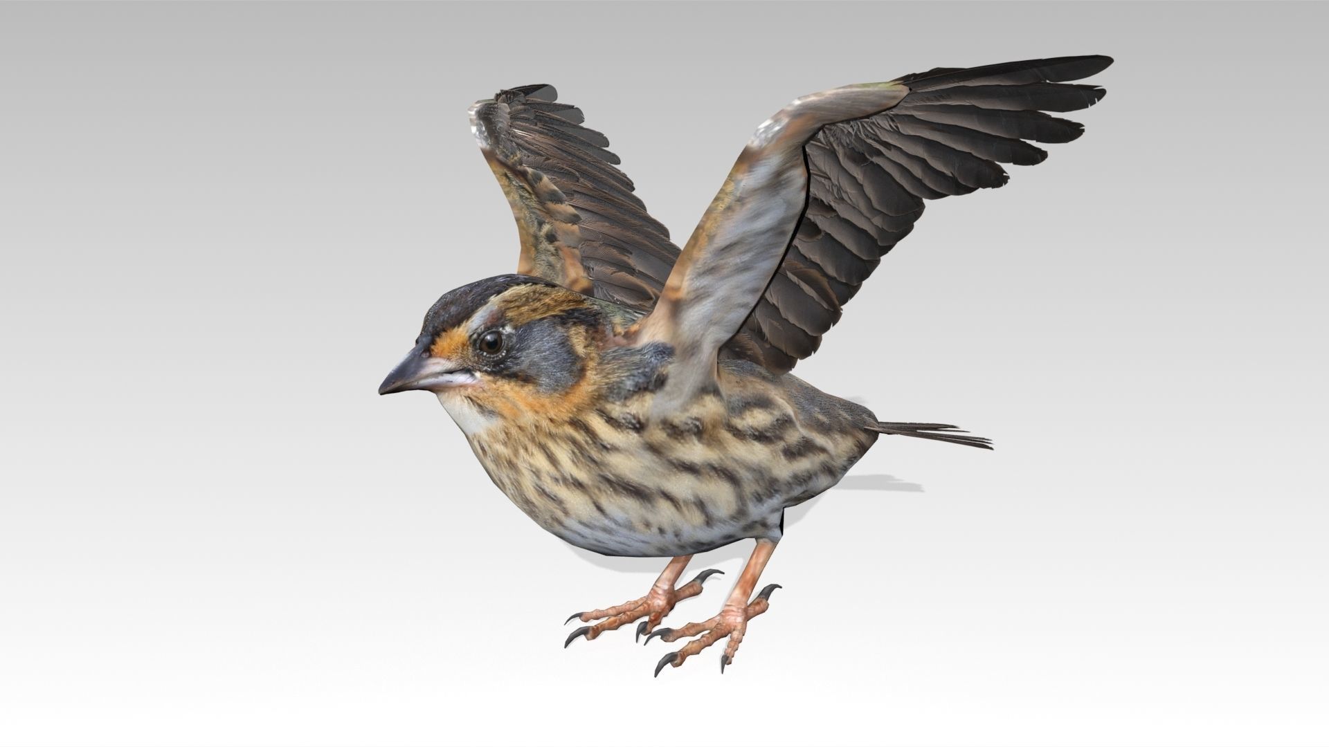 Saltmarsh Sparrow Low-poly 3D model_12