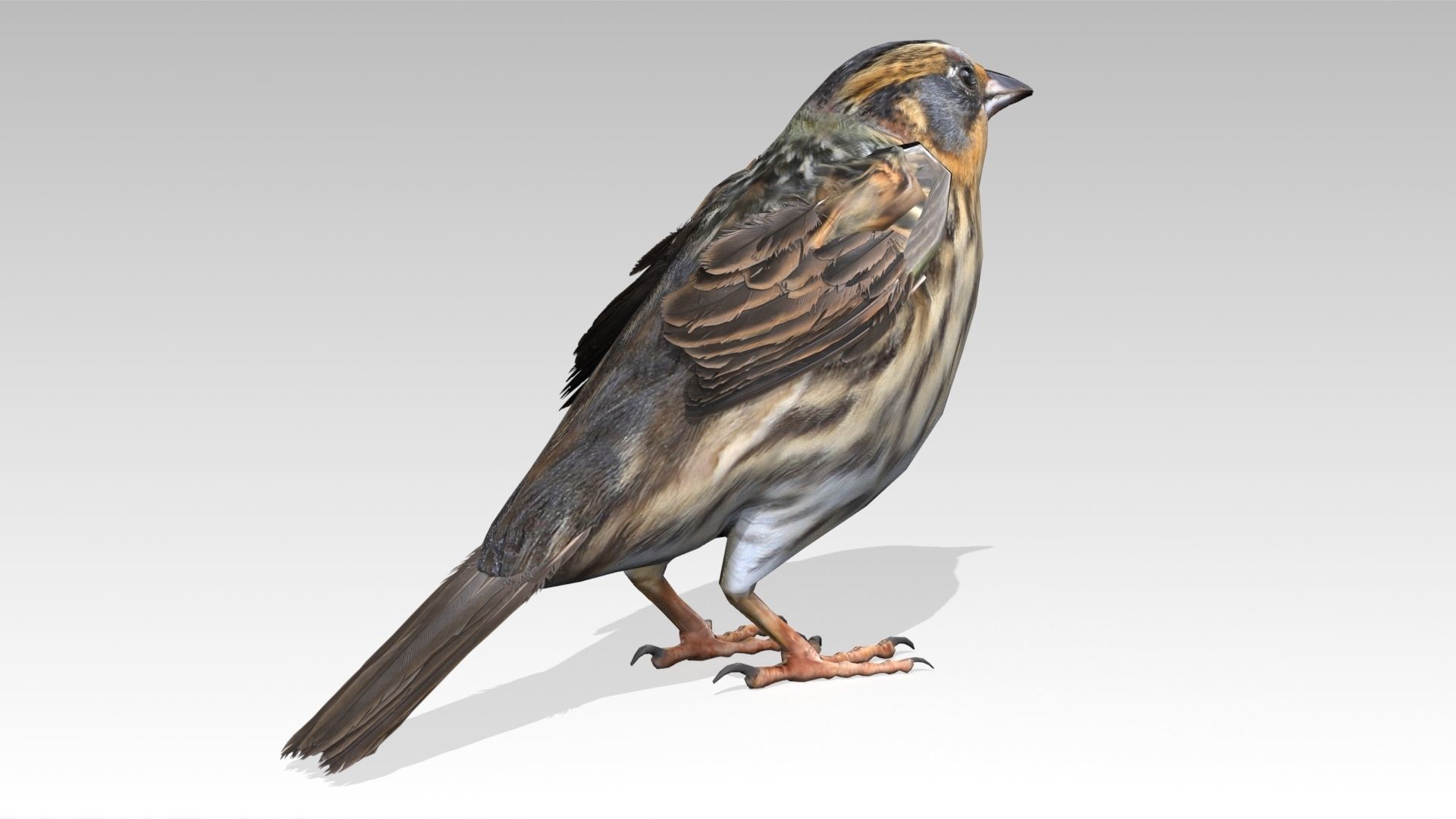 Saltmarsh Sparrow Low-poly 3D model_3