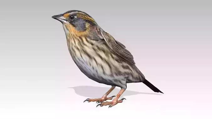 Saltmarsh Sparrow Low-poly 3D model