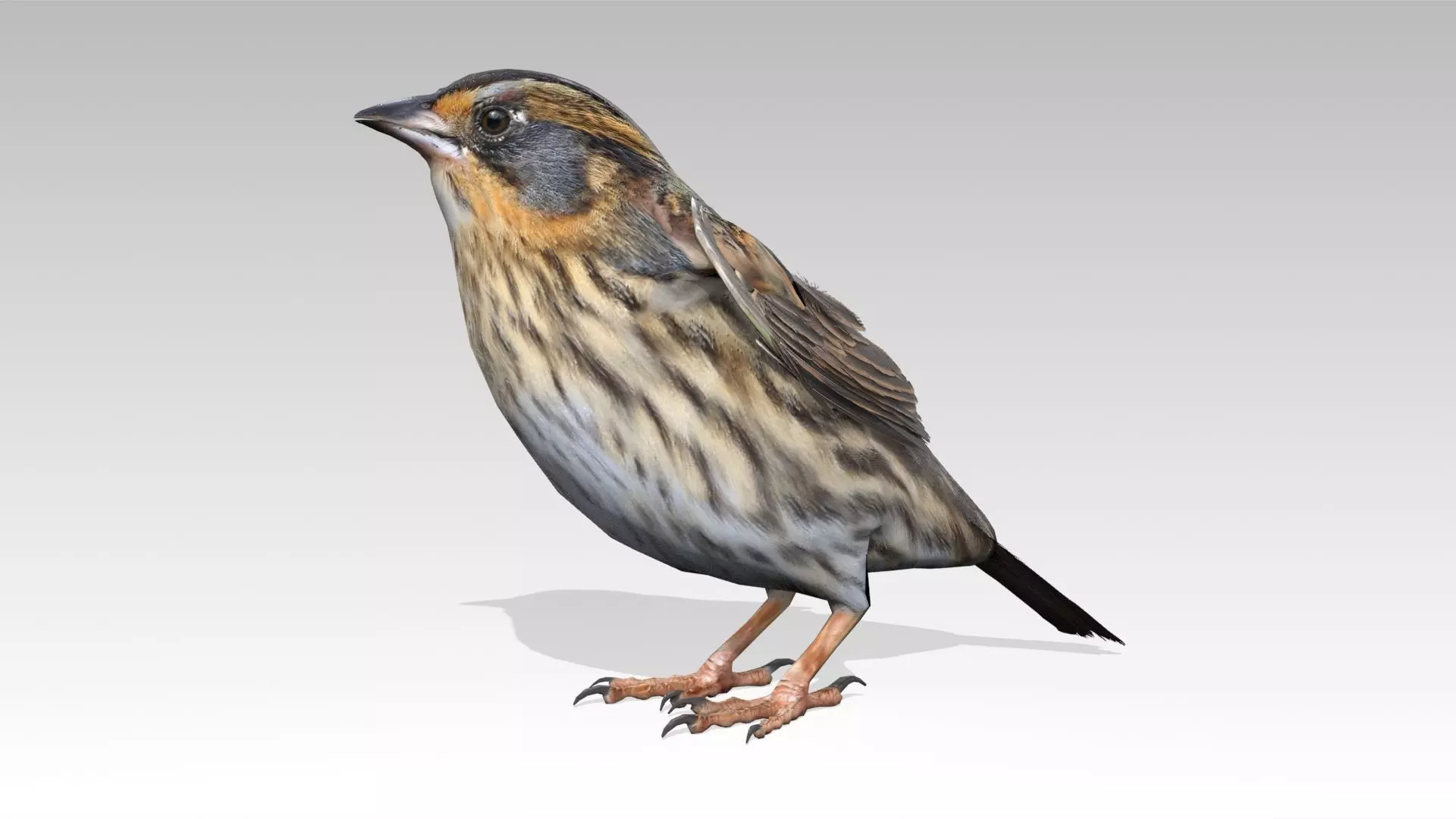 Saltmarsh Sparrow Low-poly 3D model_0