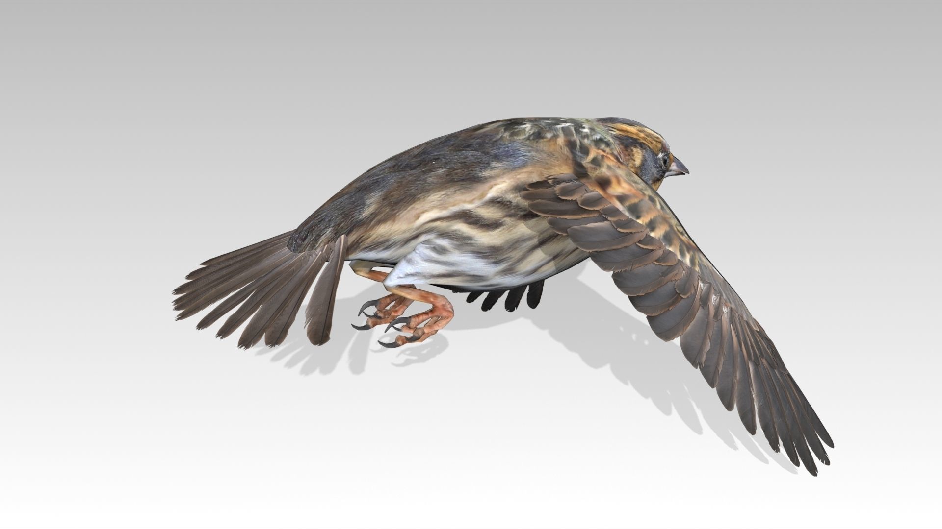 Saltmarsh Sparrow Low-poly 3D model_9