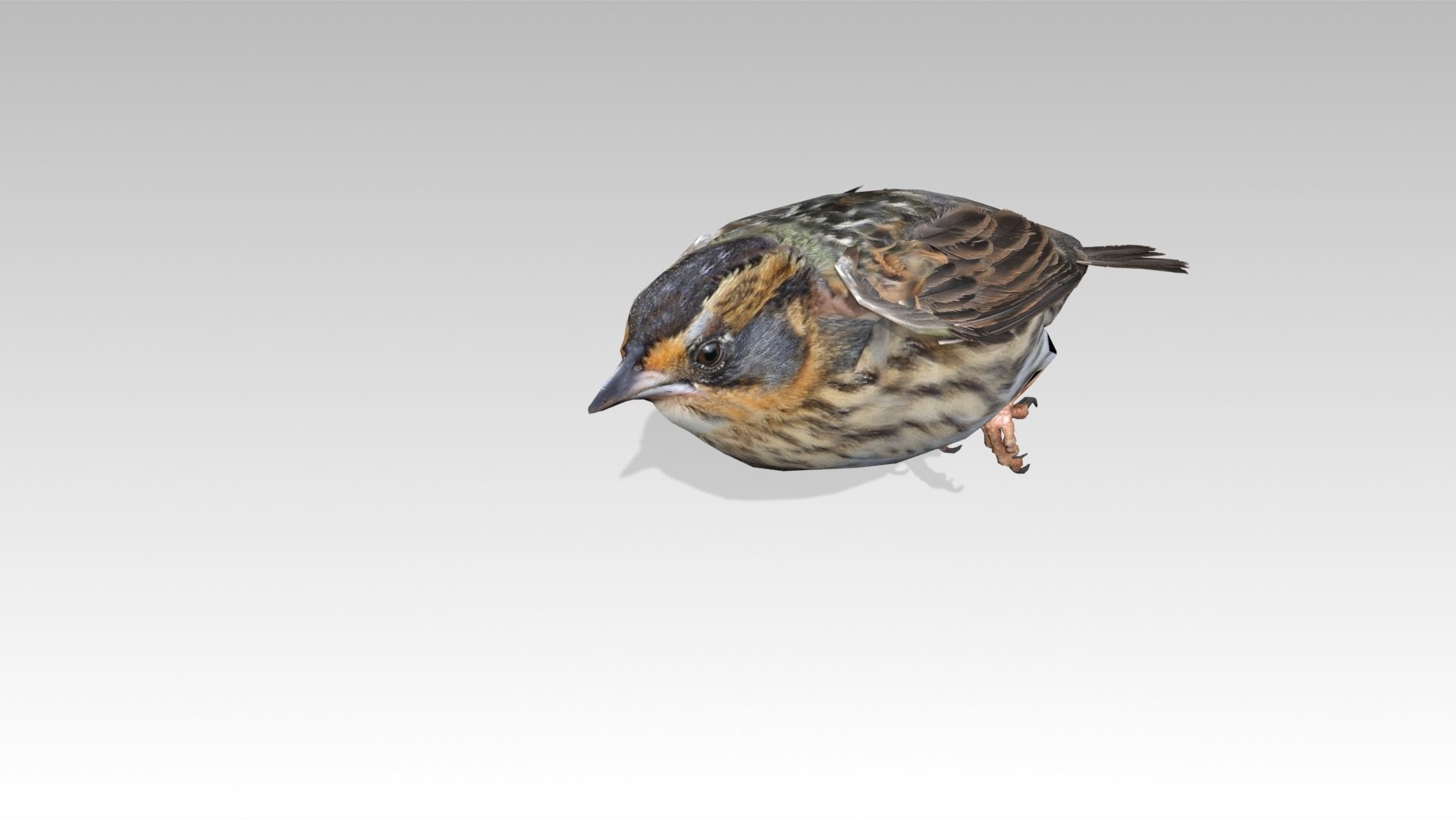 Saltmarsh Sparrow Low-poly 3D model_10