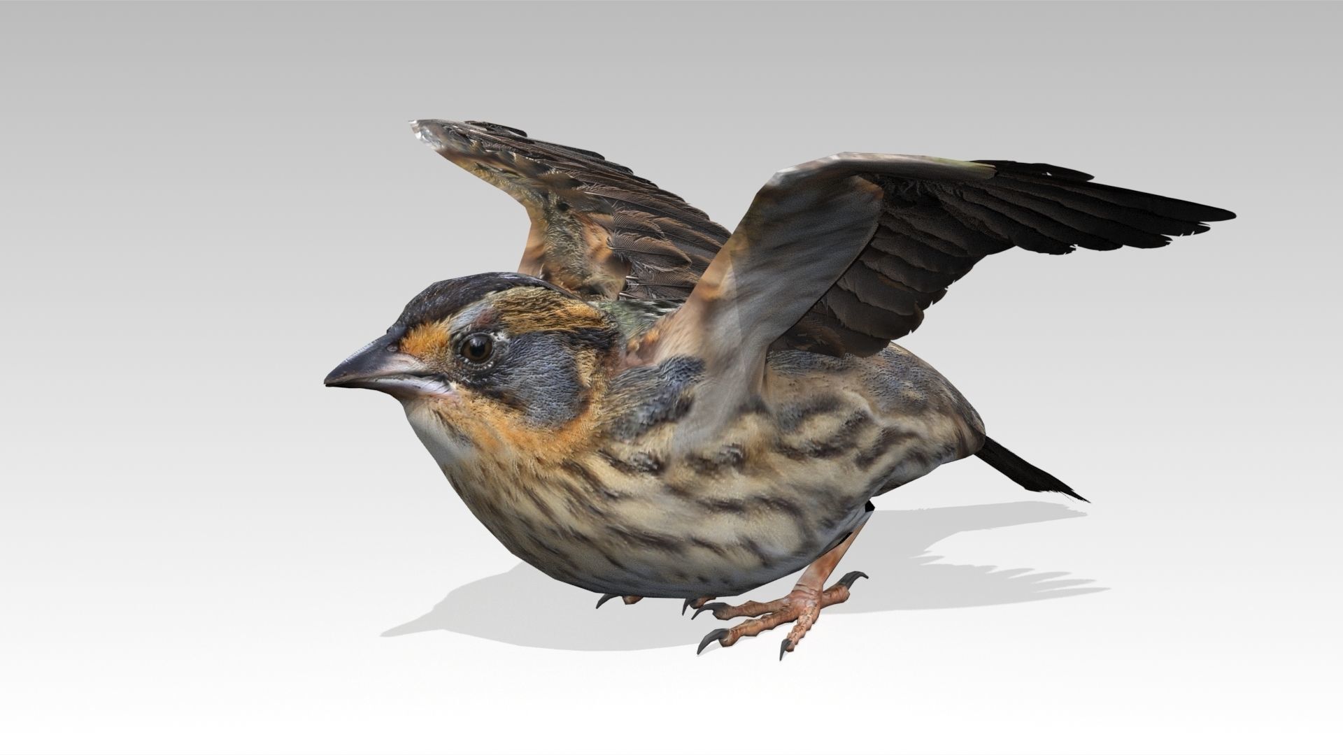 Saltmarsh Sparrow Low-poly 3D model_6